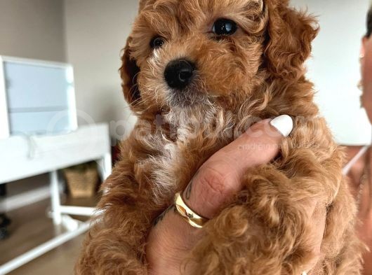 Çok Tatlı Toy Poodle Yavruları görsel