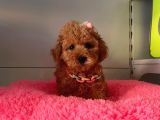 Safkan Toy Poodle Yavrularımız