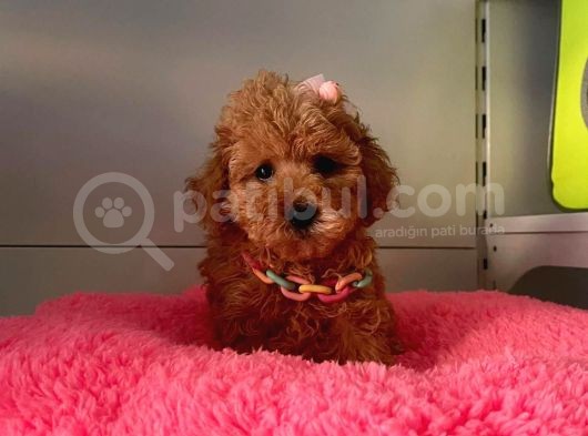 Safkan Toy Poodle Yavrularımız görsel