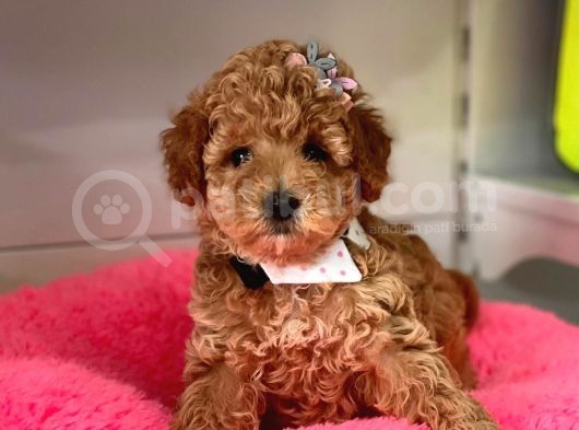 Safkan Toy Poodle Yavrularımız görsel