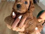 Çok Tatlı Toy Poodle Yavruları