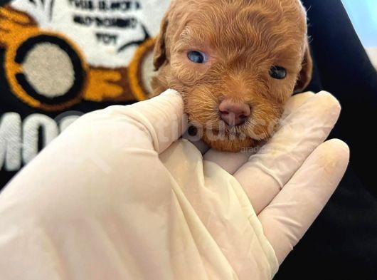 Anne Altından A+ Kalite  Orjinal Poodle Yavrularimiz görsel