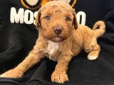 Anne altından A+ Kalite  Orjinal Poodle Yavrularimiz