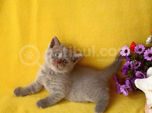 British Shorthair Yavrular Sizler Için görsel