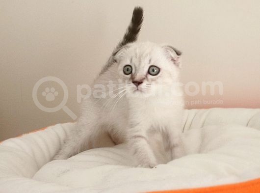 Scottish Fold Yavrularımız
