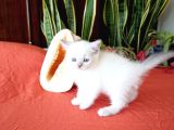 British Shorthair Yavrular