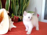 British Shorthair Yavrular