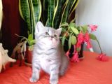 British Shorthair Yavrular