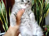 British Shorthair Yavrular