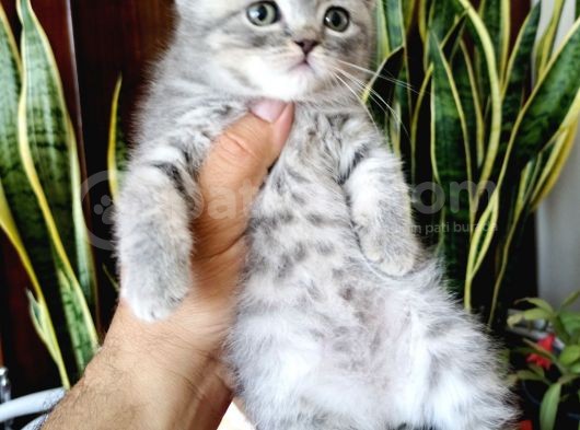 British Shorthair Yavrular görsel