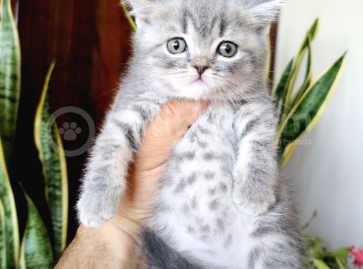 British Shorthair Yavrular