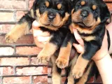 A Şecere 1. Sınıf Rottweiler Yavruları