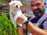 Maltese Terri̇er Yavru