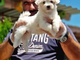 Maltese Terri̇er Yavru