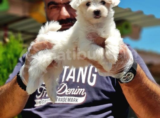 Maltese Terri̇er Yavru görsel