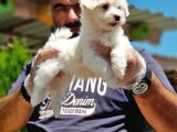 Maltese Terri̇er Yavru