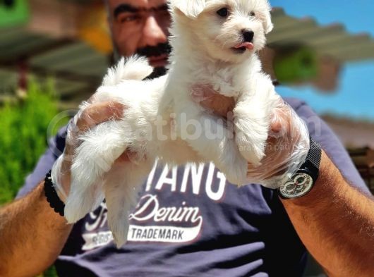 Maltese Terri̇er Yavru görsel