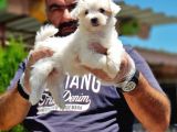 Maltese Terri̇er Yavru
