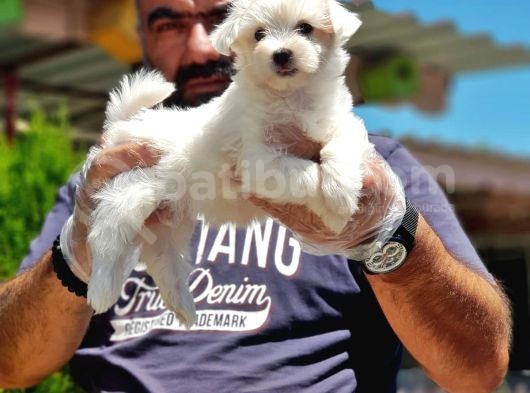 Maltese Terri̇er Yavru görsel