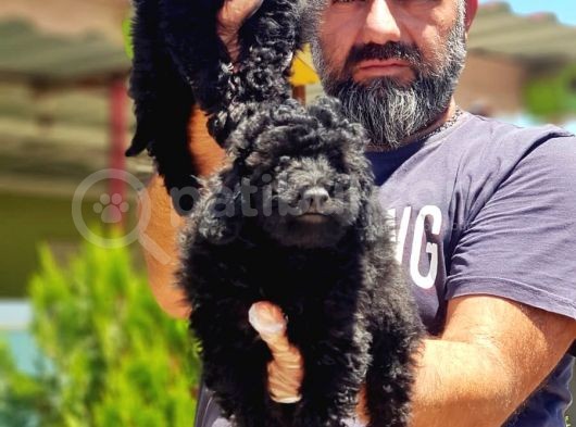Toy Poodle Yavru görsel