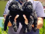 Toy Poodle Yavru