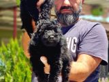 Toy Poodle Yavru