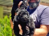 Toy Poodle Yavru