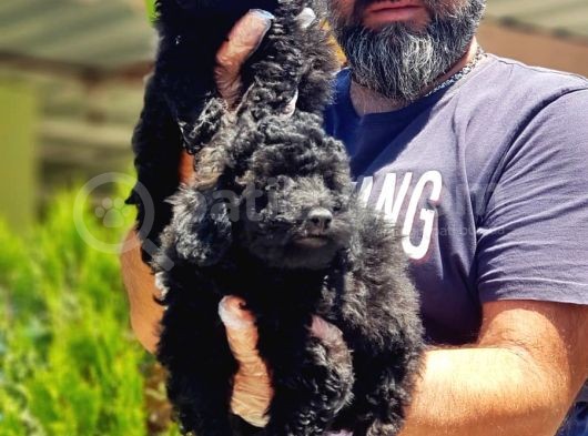 Toy Poodle Yavru görsel