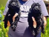 Toy Poodle Yavru