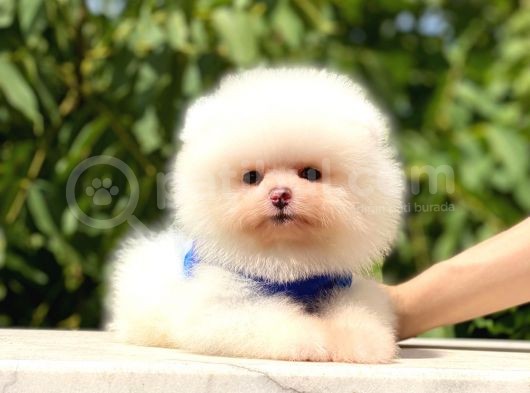 Pomeranian Boo Teddy Face Erkek Yavrumuz görsel