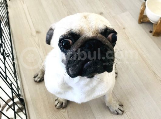 9 Aylık Pug görsel