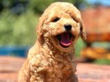 Bebek Surat Toy Poodle Yavrular