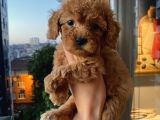 Ev Ortamında Dişi Toypoodle Bebişler