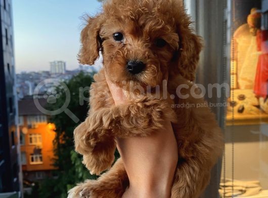 Ev Ortamında Dişi Toypoodle Bebişler görsel