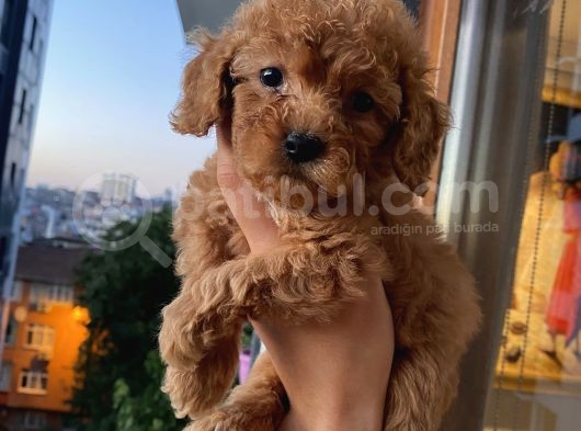 Ev Ortamında Dişi Toypoodle Bebişler görsel