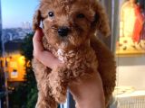 Ev Ortamında Dişi Toypoodle Bebişler