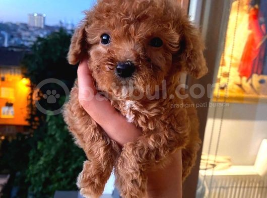 Ev Ortamında Dişi Toypoodle Bebişler görsel