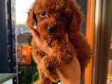 Ev Ortamında Dişi Toypoodle Bebişler