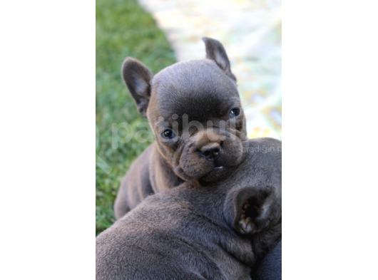 French Bulldog Yavrularımız Si̇zlerle görsel