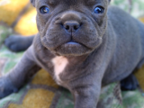 French Bulldog Yavrularımız Si̇zlerle