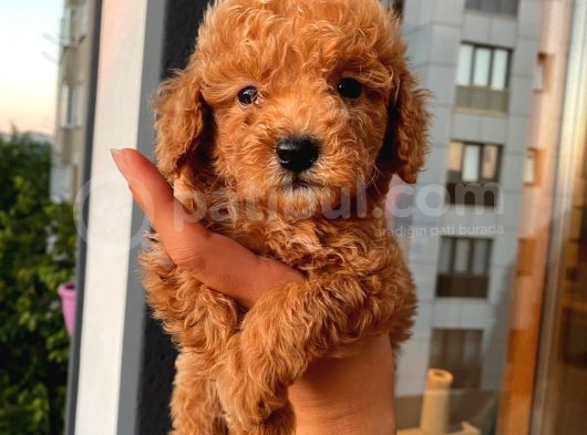 Ev Ortamında Dişi Toypoodle Bebişler görsel