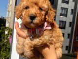 Ev Ortamında Dişi Toypoodle Bebişler