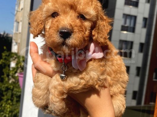 Ev Ortamında Dişi Toypoodle Bebişler görsel