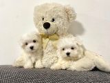 Maltese Mini Boy Yavrular