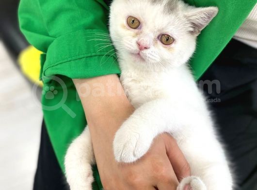 British Shorthair görsel