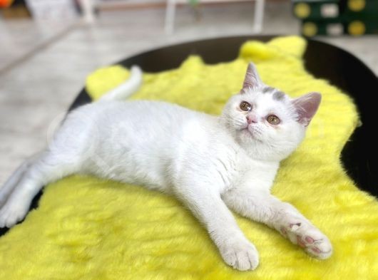 British Shorthair görsel