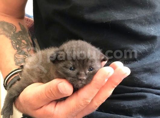 6 Aylık Dişi Aşıları Tam Anne Baba Scr Li görsel