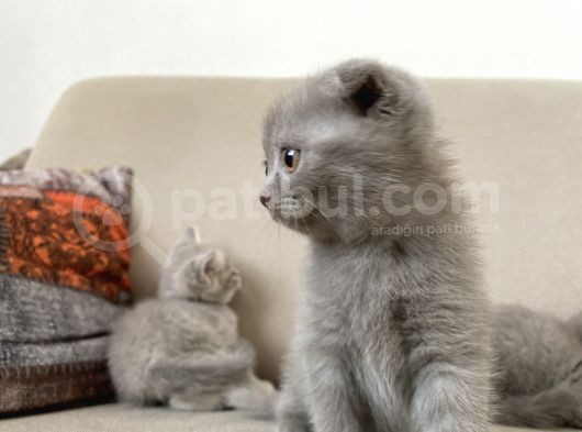 Erkek Scottish Fold Kendini Prens Sanıyor görsel