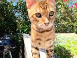 Safkan Bengal Yavrulari