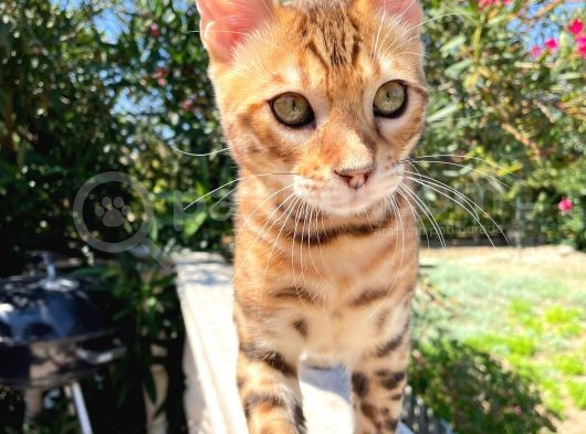Safkan Bengal Yavrulari görsel